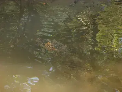 The Swamp and Red Ibiz